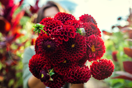 Close up of freshly picked bouquet of red ball pompon dahlias on flower farm at sunset. Woman...