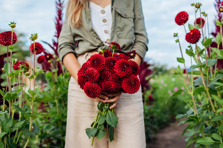 Gardener holding bouquet of red ball dahlias on rural flower farm at sunset. Woman picking flowers. Summer harvest. Close upの写真素材