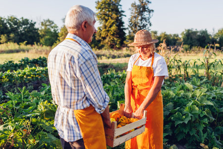Couple of senior farmers picking pattypan squashes in autumn garden. Family harvesting patty pan vegetables carrying wooden crate at sunsetの写真素材