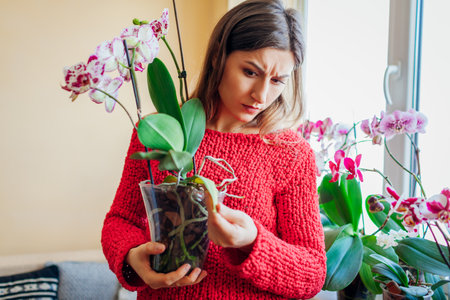 Woman checking orchid with yellow withered leaf. Diseased infected plant. Taking care of health of home plants and flowers.の写真素材