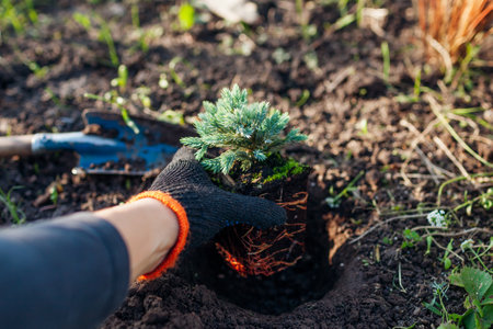 Planting Blue star juniper into soil. Groundcovering evergreen ready for transplanting in fall garden. Gardener puts plant in hole.の写真素材