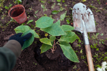 Planting magnolia into soil. Gardener puts small tree in hole dug out with shovel in fall garden. Transplanting for landscaping in autumnの写真素材