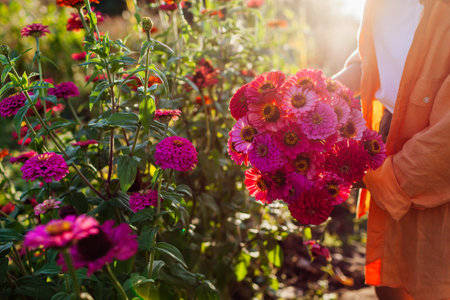 Woman gardener picks bouquet of pink red zinnias in summer garden at sunset. Cut flowers harvest. Close up of floral arrangementの写真素材