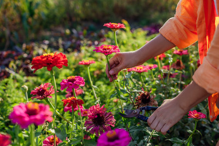 Woman gardener picks colorful zinnias in summer garden using pruner. Cut flowers harvest. Close up. Growing annual plantsの写真素材