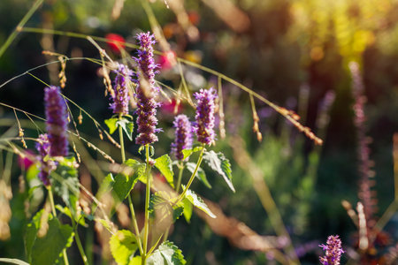 Agastache blooming in summer garden at sunset. Fragrant herb grows on flower bed by ornamental grass. Close up.の素材 [FY310213632784]