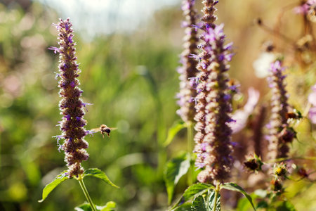 Agastache blooming in summer garden at sunset. Fragrant herb grows on flower bed. Bee collects nectar. Close up of purple spikesの写真素材