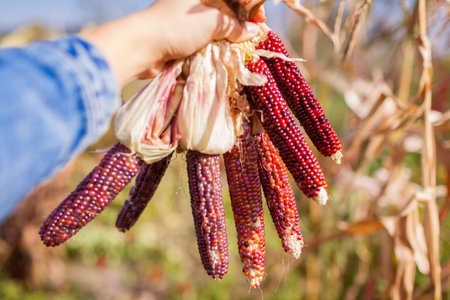 Close up of ornamental purple red orange corncobs in hand with husk. Gardener harvesting colorful corn in fall garden. Farmer grows multicolored maize for fall decor.の写真素材