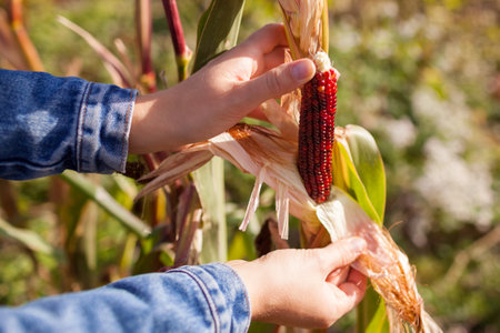 Gardener harvesting cobs of ornamental corn in autumn garden at sunset. Farmer picks maize for fall decor. Red burgundy corncobs in husk grow on plantの写真素材