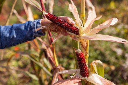 Gardener harvesting cobs of ornamental corn in autumn garden at sunset. Farmer picks maize for fall decor. Red burgundy corncobs in husk grow on plant. Agricultureの素材 [FY310215713857]