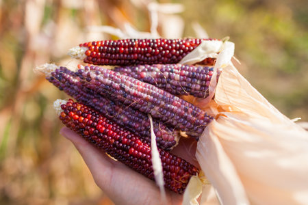 Close up of ornamental corncobs. Gardener harvesting multicolored cobs of corn in autumn garden. Farmer growing maize for fall decorationの写真素材