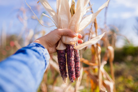 Close up of ornamental purple corncobs in hand with husk. Gardener harvesting colorful corn in fall garden. Farmer grows maize for fall decor.の写真素材