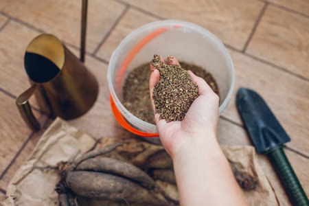 Storing dahlia tubers in vermiculite. Overwintering bulbs at home. Gardener covers clumps with hydrated product. Fall seasonal workの写真素材