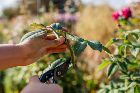 Propagation of roses. Gardener holding rose stem cutting in summer garden. Plant reproduction using pruner. Close upの写真素材
