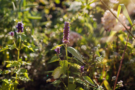 Agastache blooming in summer garden at sunset. Fragrant herb grows on flower bed by ornamental grass. Close up.の写真素材