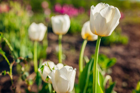 White tulips Antarctica growing in spring garden. Flowers blooming outdoors at sunset. Bunch of bulb flowers in blossomの写真素材