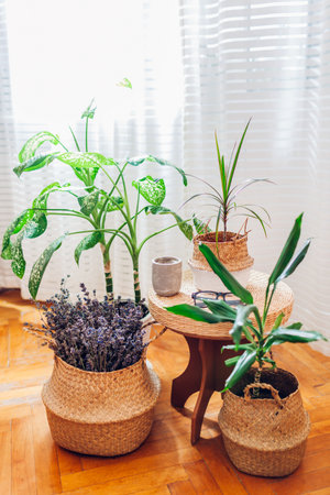 Set of wicker straw baskets used as flowerpots for houseplants on wooden stool. Boho style interior decor. Eco natural modern furniture. Fragrant lavender and candle for coziness and comfort at homeの写真素材