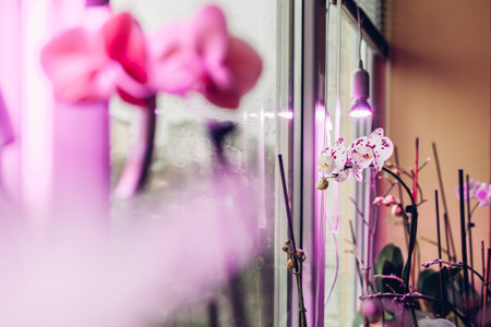 Phalaenopsis orchids blooming under grow lamp on window sill. Full spectrum light for growing house plants in winter. Careの写真素材