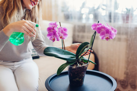 Woman spraying blooming pink phalaenopsis orchid with water in living room. Taking care of house plants and flowers. Interior decorの写真素材
