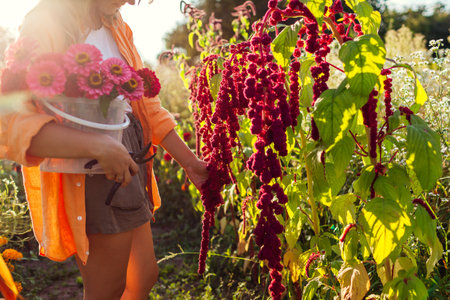 Woman gardener checking hanging red amaranth picking flowers in summer garden. Cut flowers farm. Red drooping trailing spikes of amaranthusの写真素材