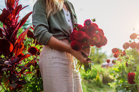 Freshly picked bouquet of red ball pompon dahlias on flower farm at sunset. Woman gardener picking flowers. Summer harvest. Spaceの写真素材