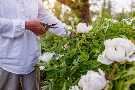 Gardener picking tree peonies flowers in spring garden. Woman cutting stem with pruner. Gardening....