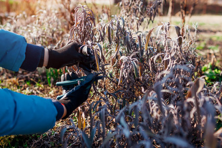 Cutting back sage in spring garden using shears. Gardener pruning salvia bush. Springtime flower bed...