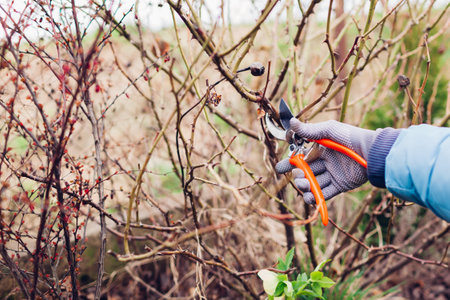 Gardener pruning rose bush in spring garden with secateur. Taking care of shrub. Outdoor chores. Healthy plantsの写真素材