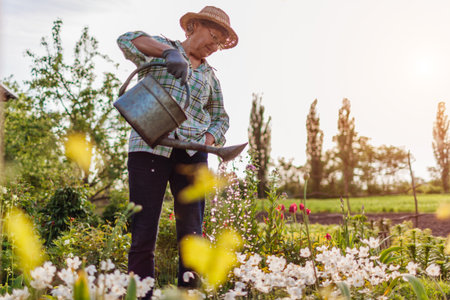Full body portrait of senior woman watering anemones with watering can in spring garden. Gardener...