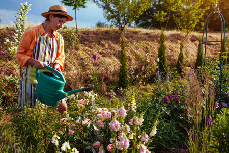 Gardener taking care of flowers, perennial ornamental grasses. Woman watering blooming roses with watering can in summer cottage garden.の写真素材