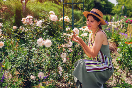 Young woman gardener checking Crocus rose flowers in summer garden after taking care of shrub. Enjoying white blooms after deadheadingの写真素材