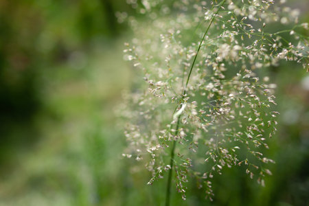Close up of airy blooms of hairgrass deschampsia cespitosa in summer garden. Space. Floral background of ornamental grassの写真素材