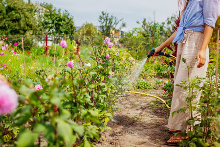 Woman gardener watering dahlias with hose pipe in summer garden. Taking care of flowers on plant nursery. Business owner doing outdoor choresの写真素材