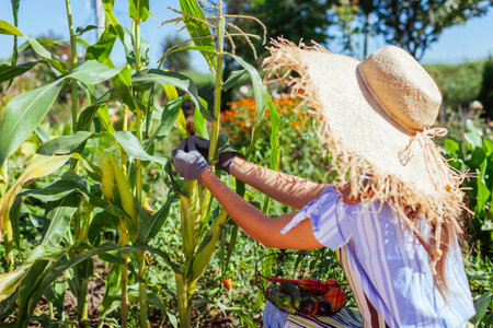 Gardener harvesting corn in summer garden holding basket with picked vegetables. Woman growing...