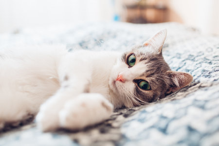 Close up of white and grey cat lying on couch covered with blanket at home. Pet morning. Sleepy kitten relaxing feeling cozy and comfortableの写真素材
