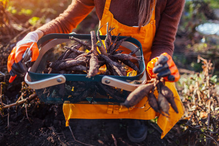 Gardener cleaning dahlia tubers after digging out cutting roots using pruner. Farmer prepares plant...