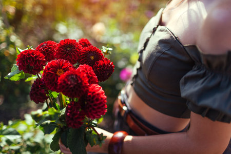 Gardener holding bouquet of burgundy dahlia blooms. Close up. Young woman picking red pompon dahlia...
