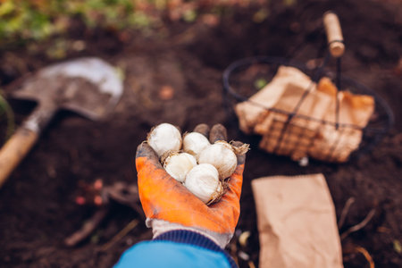 Fall planting. Gardener planting allium bulbs and bare rooted peony tubers in soil in autumn garden using shovel. Close upの写真素材