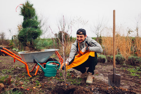 Gardener man planting trees in autumnal garden using wheelbarrow, shovel and watering can. Seasonal works in fall garden.の写真素材