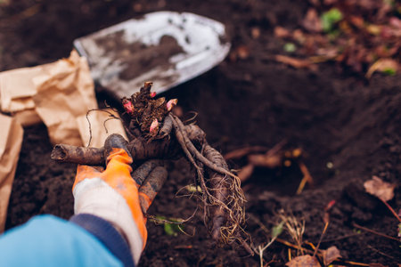 Gardener planting bare rooted peony tubers in soil in autumnal garden using shovel. Fall propagation work. Close upの写真素材
