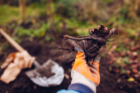 Gardener planting bare rooted peony tubers in soil in autumnal garden using shovel. Close up of roots with buds in hand. Fall gardening jobsの写真素材