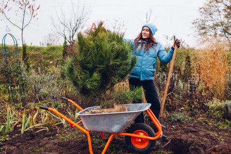 Young gardener woman brought pine tree on wheelbarrow in autumnal garden to plant into soil using shovel. Seasonal outdoor fall jobsの写真素材