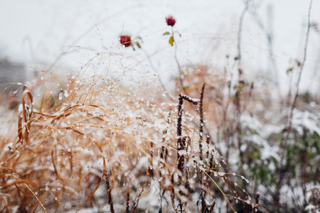 View of winter garden covered in snow. Ornamental grasses, roses bushes and perennials. Landscaping designの写真素材