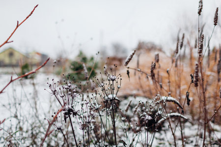 Snowy winter garden landscape. perennial plants, bushes, ornamental grasses left with seed heads covered with snow. Anemone, agastacheの写真素材