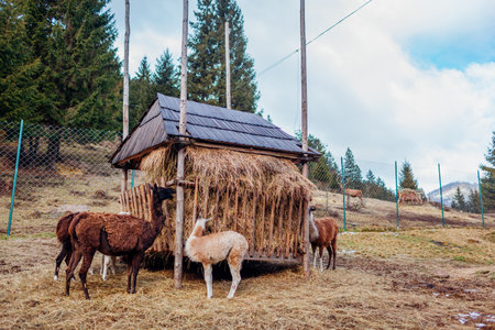 Group of lamas eating hay in mountains among pine trees. Guanacos living in contact zoo animal park. Llamas farmの写真素材