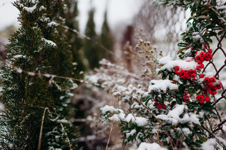 Red berries of pyracantha covered with snow and ice in winter garden. Evergreen bush grows by fence.の写真素材