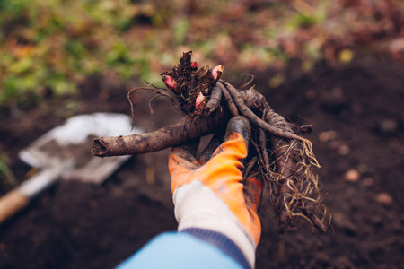 Gardener planting bare rooted peony tubers with buds in soil in spring garden using shovel holding in it hand. Close up. Gardening seasonの写真素材