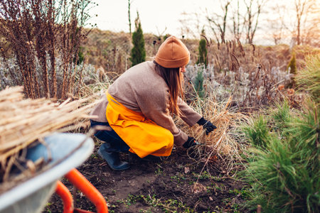 Cutting back ornamental grasses in spring garden. Woman gardener pruning pennisetum with shears removing dry stems in wheelbarrow. Taking care of fountain grassの写真素材