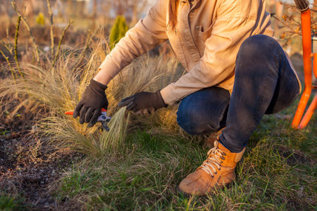 Cutting back ornamental grasses in spring garden. Gardener pruning stipa using shears. Taking care of flower borderの写真素材