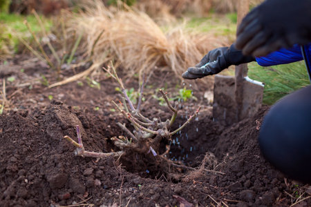 Gardener planting rose bush into soil in spring garden adding granulated fertilizer. Close up....
