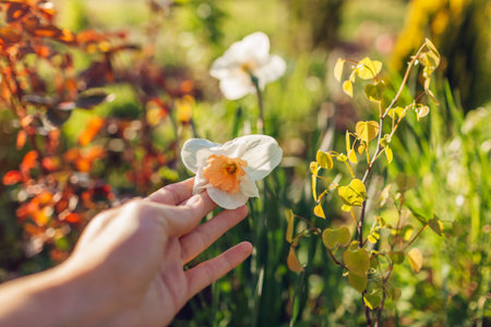 Gardener enjoys daffodils in spring garden. Woman admires white flowers with orange center blooming...